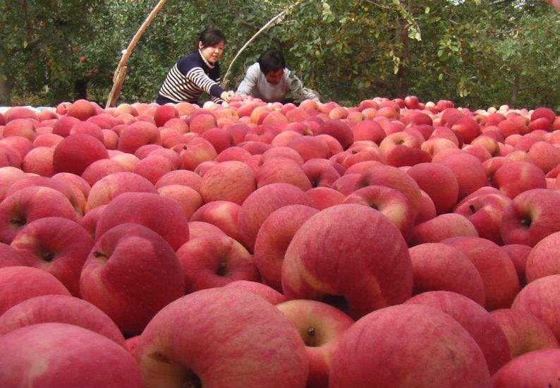dried fruit apple